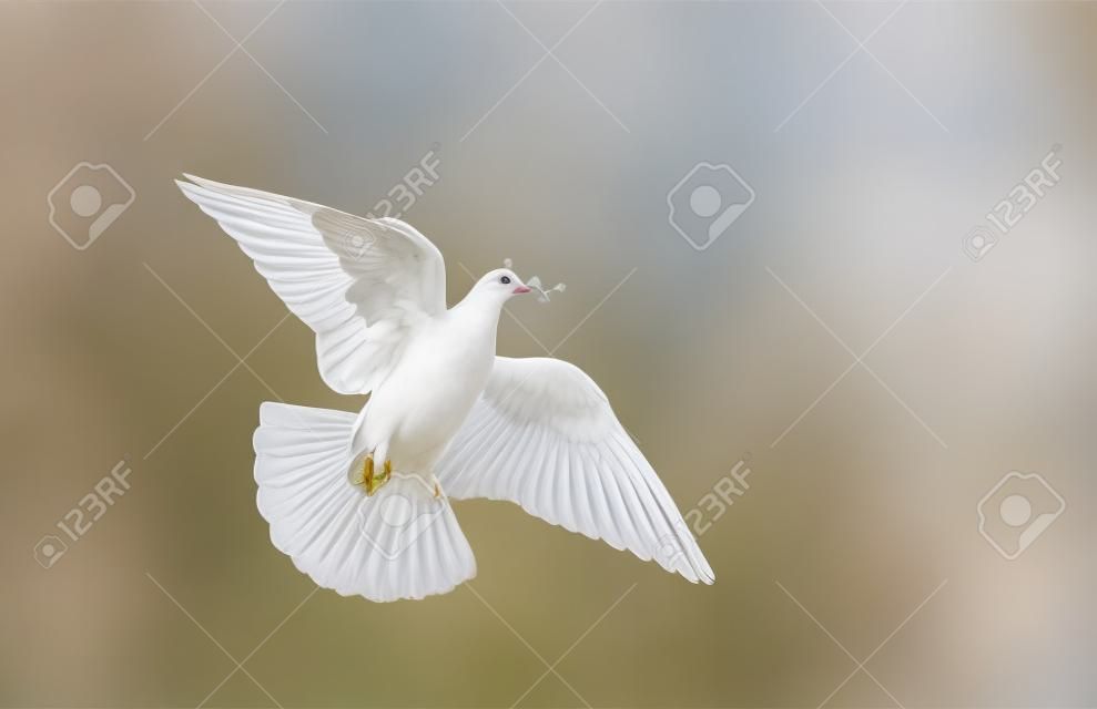 paloma de la paz con una rama en su pico vuela