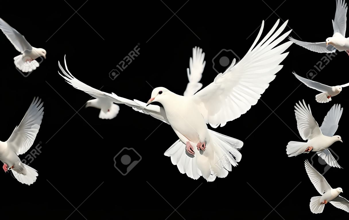Paloma blanca en vuelo aislada en negro