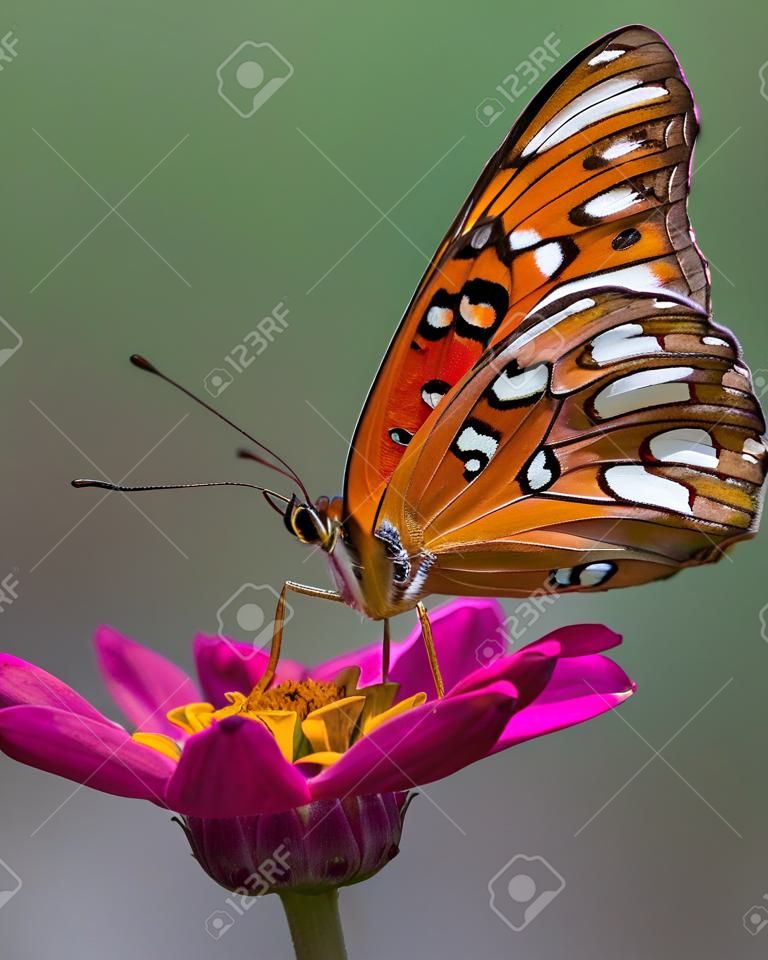 Orange Butterfly on a pink Zinnia