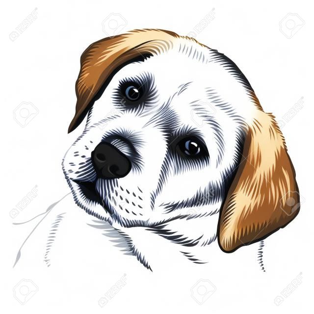 Labrador Retriever köpek elle çizilmiş vektör görüntü