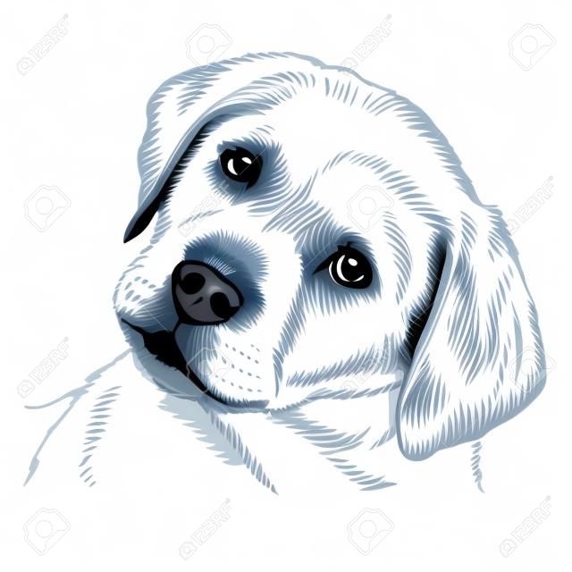 Imagem de Labrador Retriever cachorro mão desenhada vector