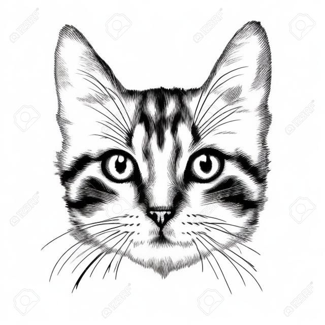 Küçük kedi eli isolated on white background çizilir