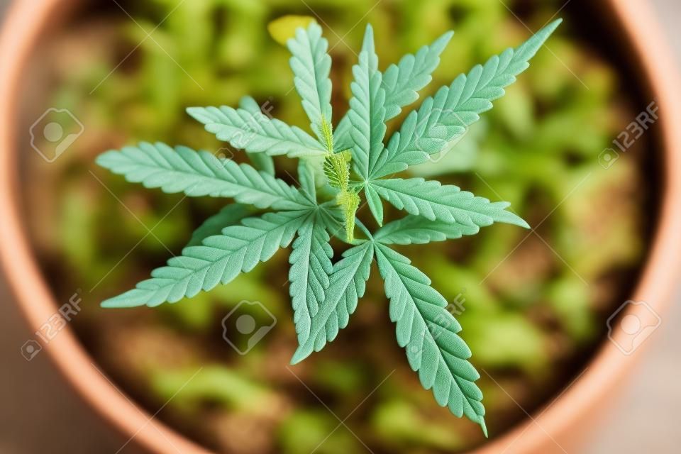 赤ちゃん大麻植物植木鉢