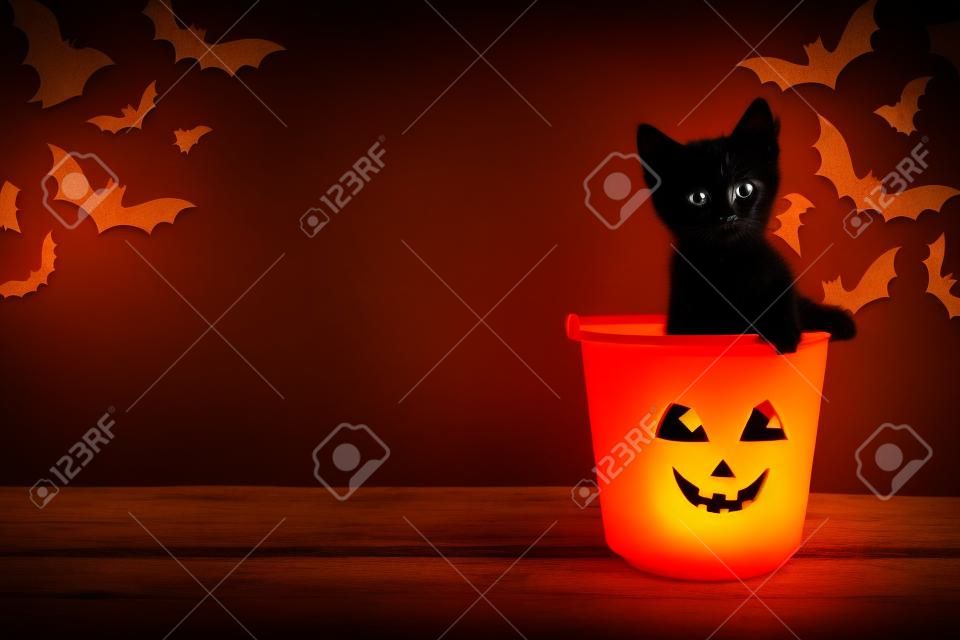 Bild eines entzückenden schwarzen Kätzchens, das in Halloween-Süßes sonst gibt's Saures-Eimer auf Palomino-Hintergrund mit schwarzen Fledermäusen mit Kopierpaste sitzt.