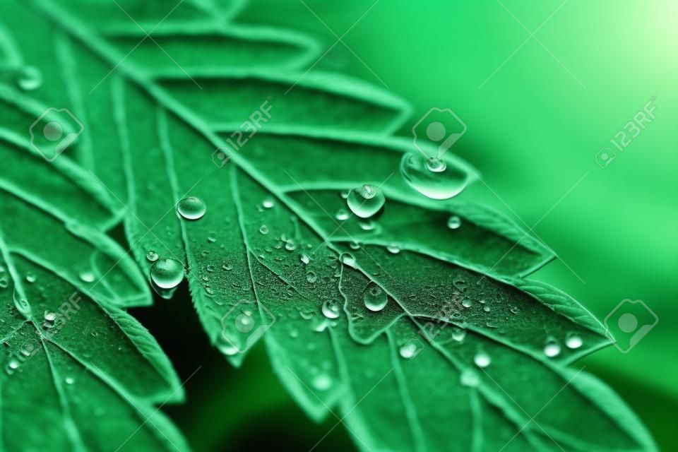 Closeup drop water on cannabis leaves or marijuana of plant on dark blurred background