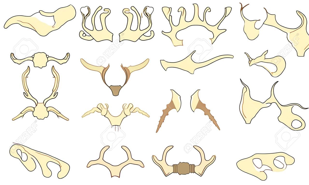 Vecteur de corne. Ensemble d'illustrations d'animaux sauvages à cornes et de bois d'antilope de cerf