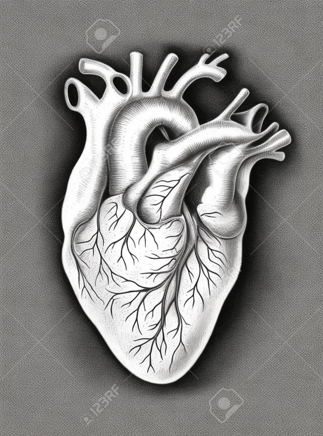 Hand-drawn human heart. Detailed pencil drawing on an old paper. Anatomically correct vector illustration of an internal organ in the style of engraving. Suitable for T-shirt design, tattoo, poster