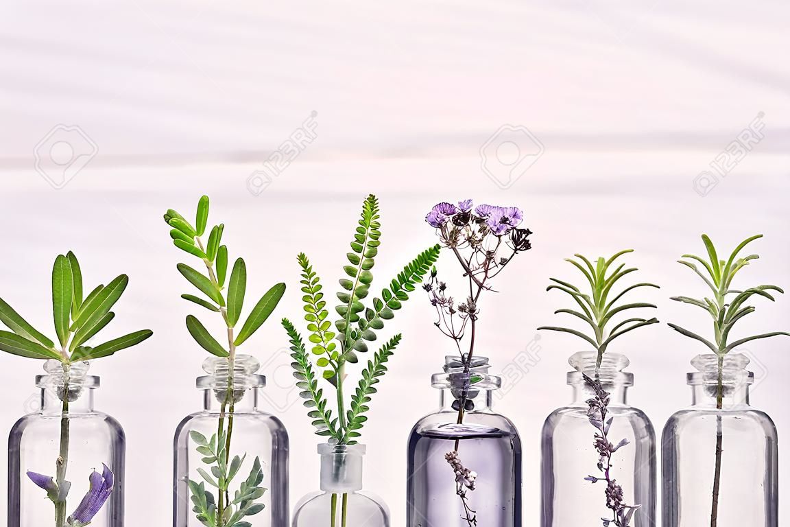 ハーブオレガノ、ローズマリー、ラベンダーの花、ルーハーブ、タイムが白い背景に設定されたエッセンシャルオイルのボトル。