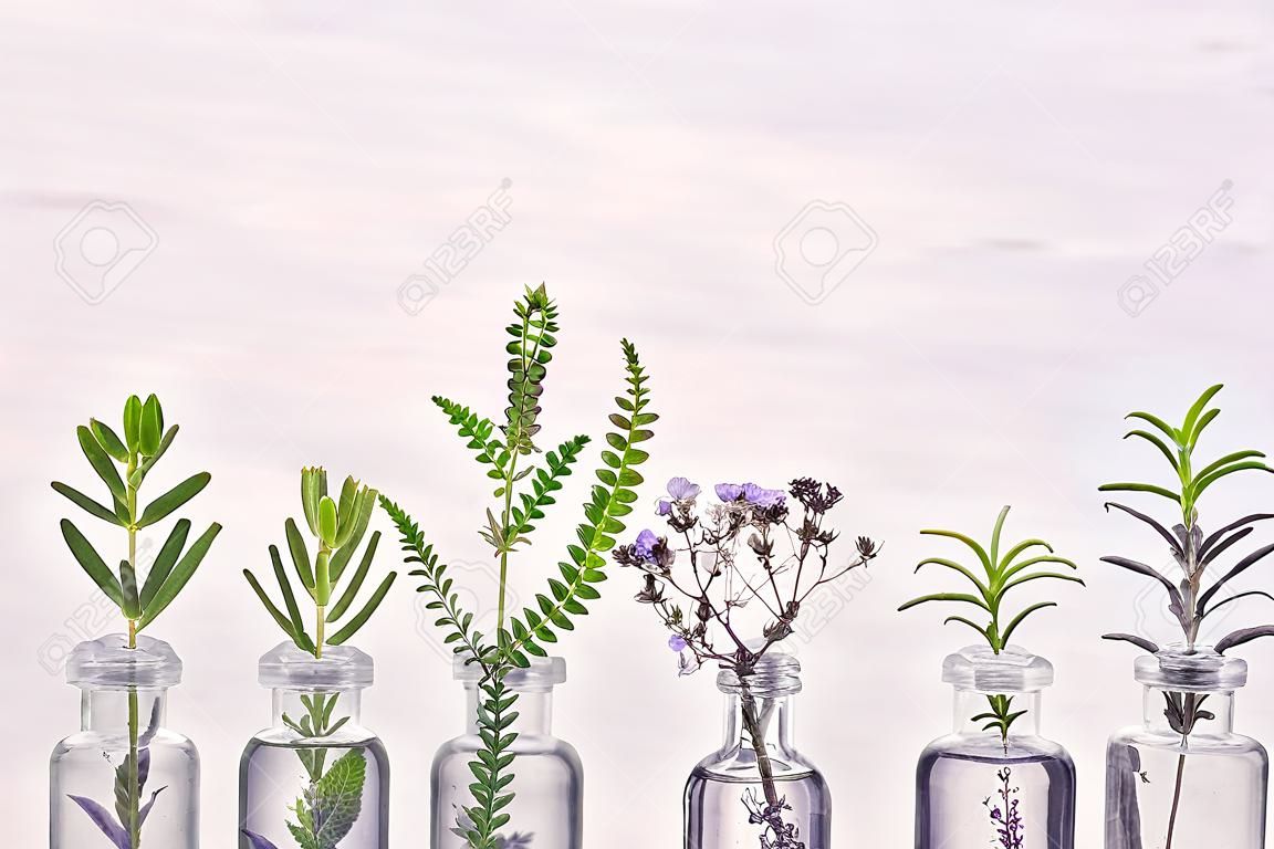 ハーブオレガノ、ローズマリー、ラベンダーの花、ルーハーブ、タイムが白い背景に設定されたエッセンシャルオイルのボトル。