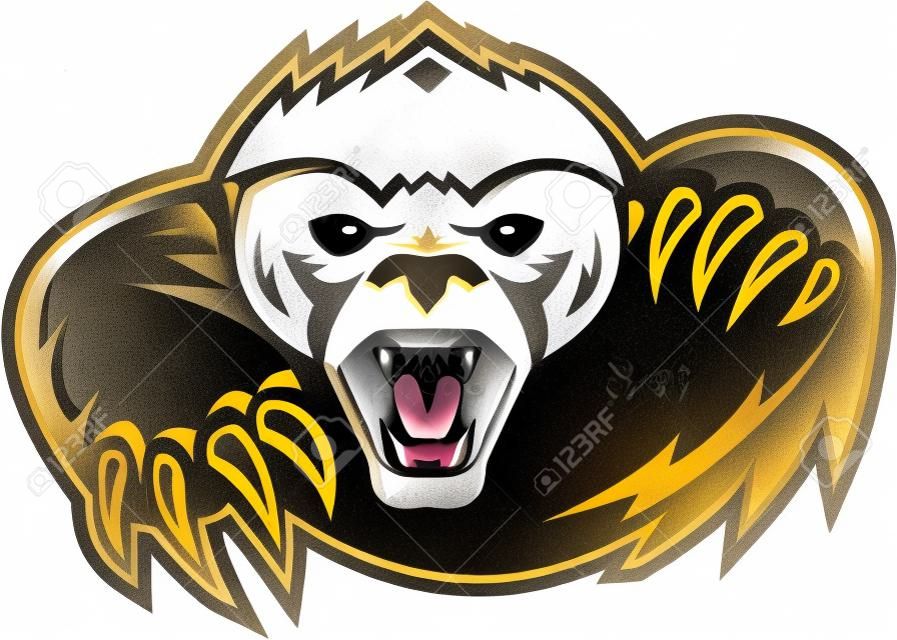 Illustration of a honey badger (Mellivora capensis) mascot also known as ratel head facing front attacking with paws and claws on isolated white background.