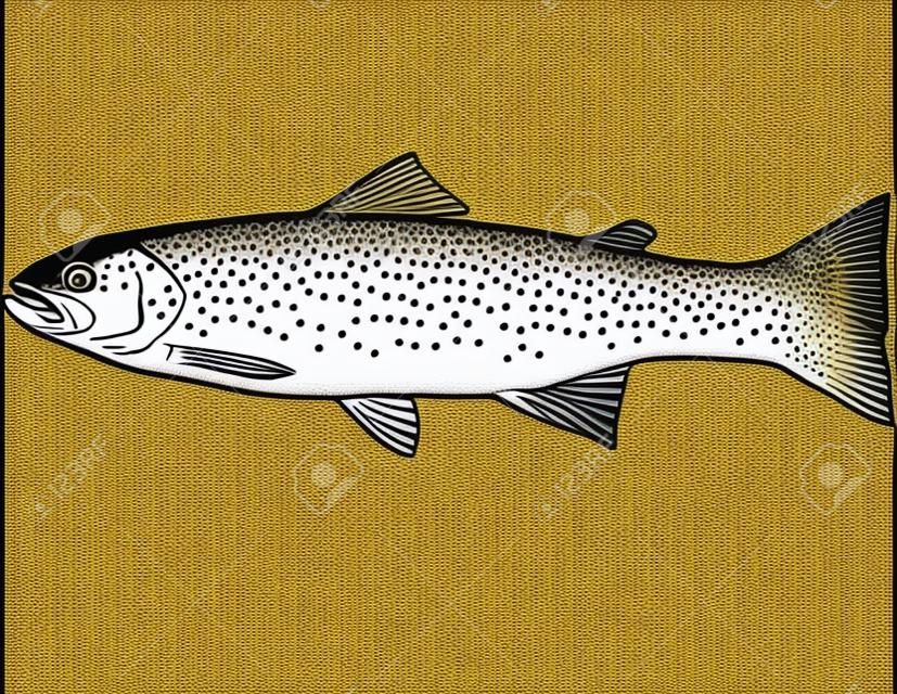 Continuous line drawing illustration of a rainbow trout or Oncorhynchus  mykiss, a trout and species of salmonid native to cold-water tributaries of  th Stock Vector Image & Art - Alamy