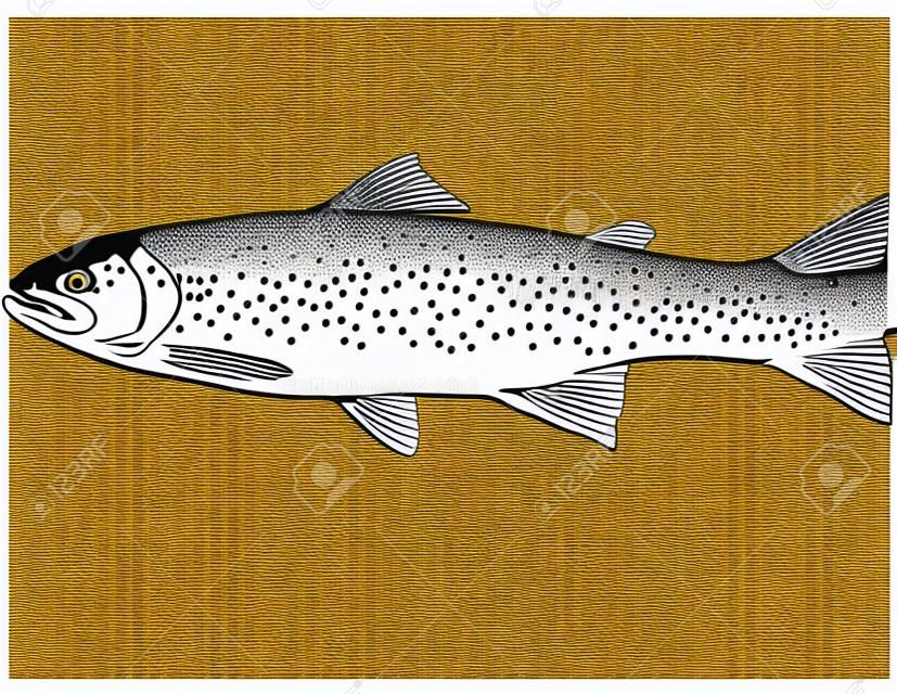 Cartoon Style Line Drawing Of A Rainbow Trout Oncorhynchus Mykiss