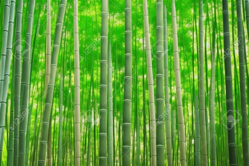 京都岚山附近的竹林