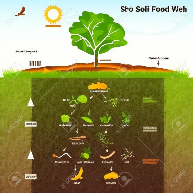 Grafico di informazioni dell'illustrazione della catena alimentare del suolo.
