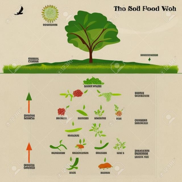 土壤食物网例证信息图表。