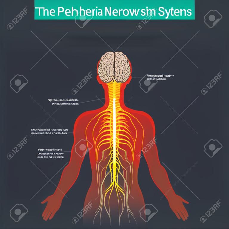 The peripheral nervous system connects the body to the brain