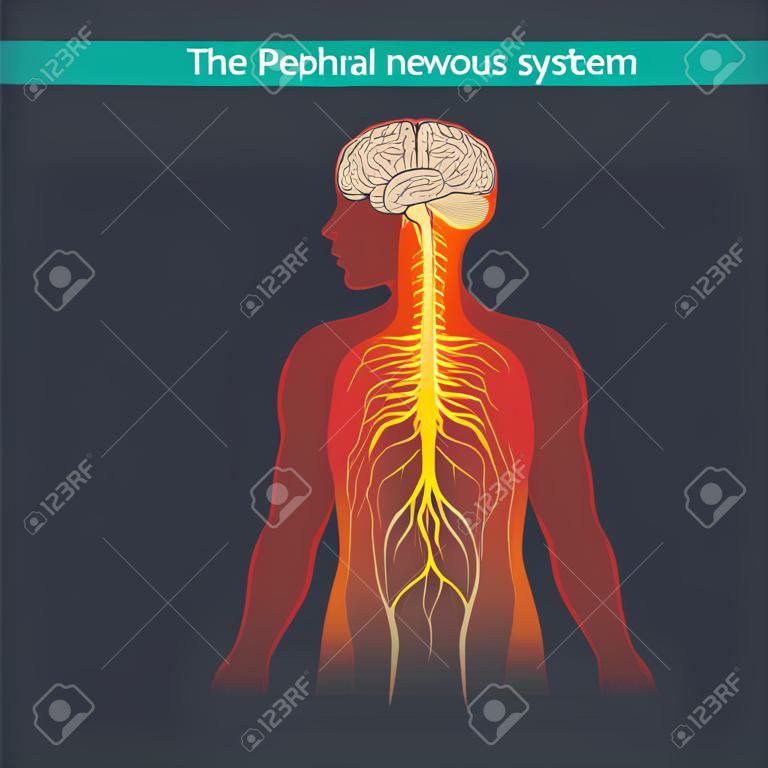 Het perifere zenuwstelsel verbindt het lichaam met de hersenen