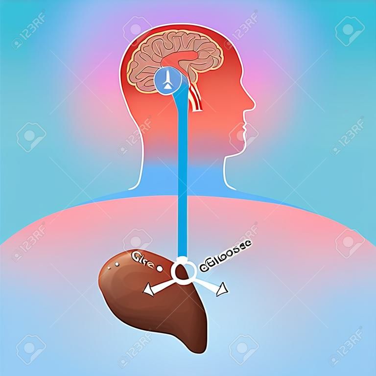 Glucose is a sugar that the body creates naturally by chemical process from the liver. Glucose is important to various cells. Especially at the brain