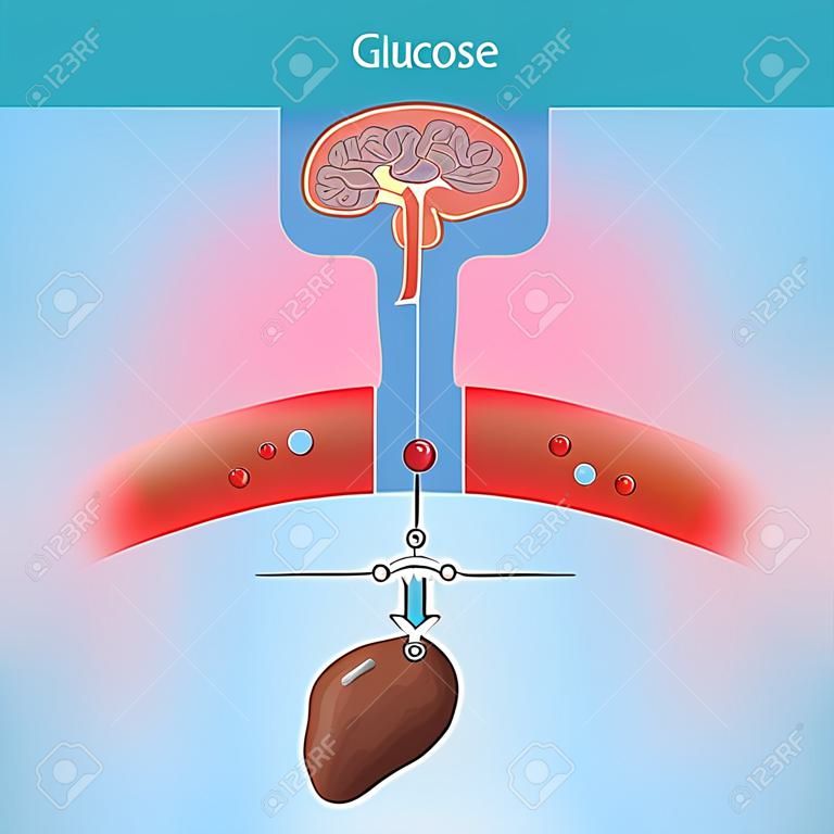 Le glucose est un sucre que le corps crée naturellement par processus chimique à partir du foie. Le glucose est important pour diverses cellules. Surtout au niveau du cerveau