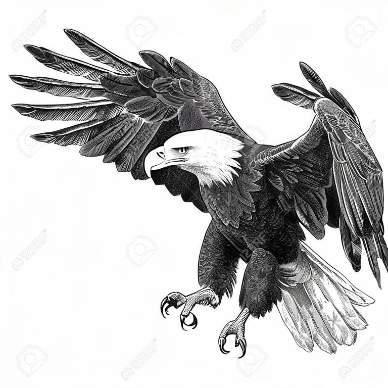 Bald eagle swoop draw on white background illustration vector.