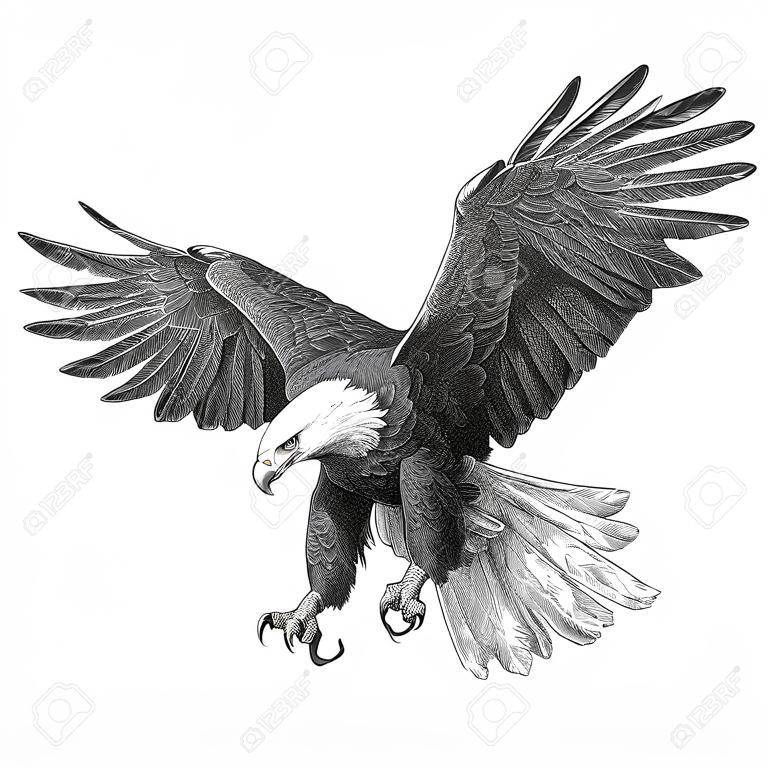 Bald eagle swoop draw on white background illustration vector.