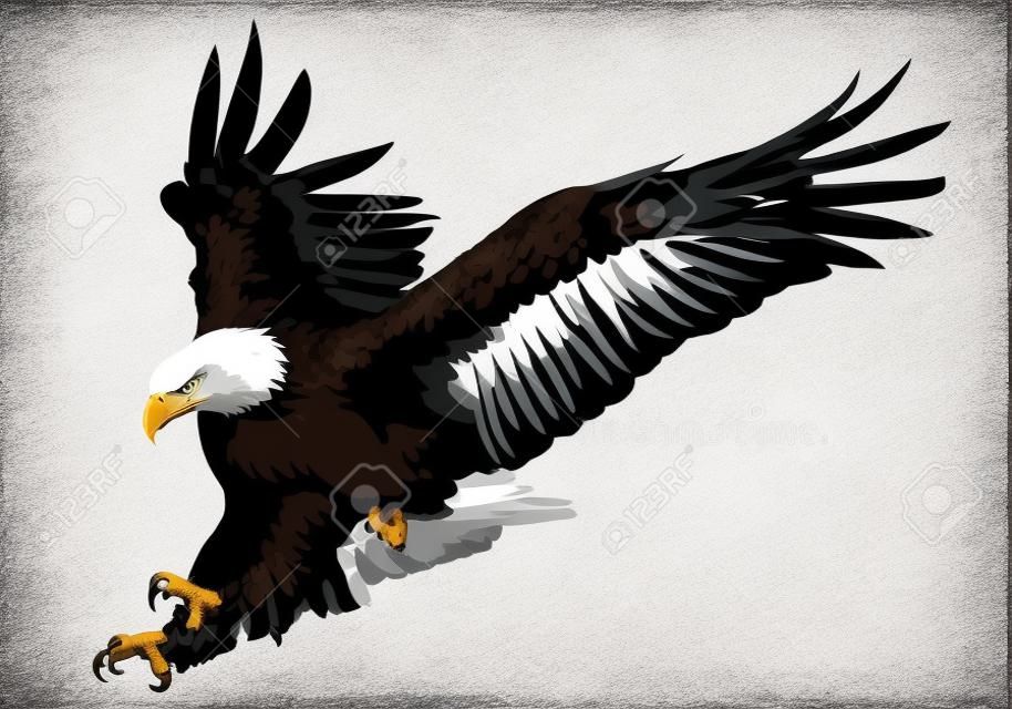 Bald eagle swoop attack hand draw and paint on white background animal wildlife vector illustration.