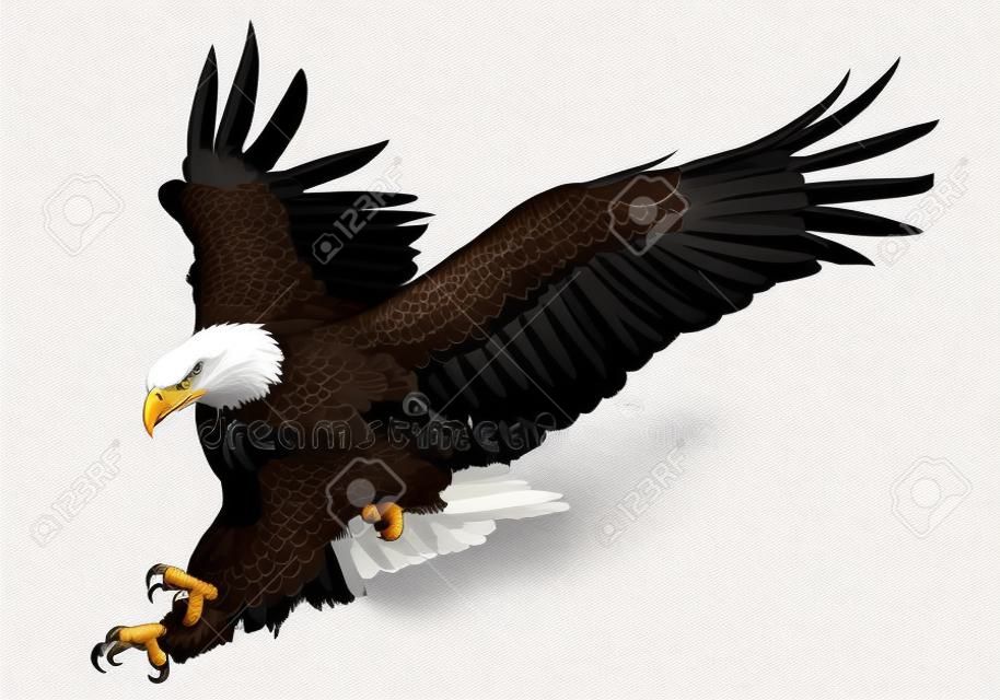 Bald eagle swoop attacco mano disegnare e vernice su sfondo bianco illustrazione vettoriale di animali selvatici.