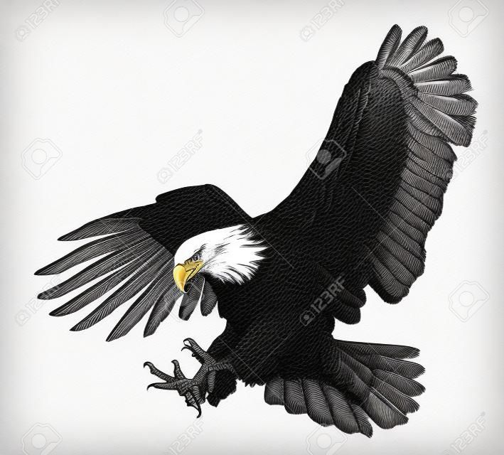 Bald eagle zamach ataku ręcznie rysować szkic czarną linię na białym tle ilustracji.