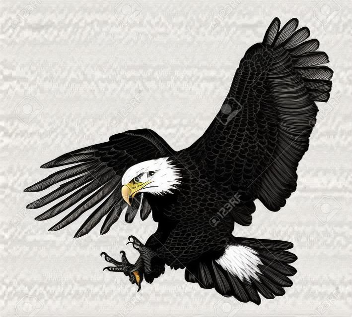대머리 독수리 급증 공격 손을 그리기 스케치 검은 선을 흰색 배경 그림.