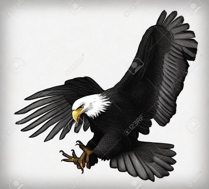 Bald eagle zamach ataku ręcznie rysować szkic czarną linię na białym tle ilustracji.