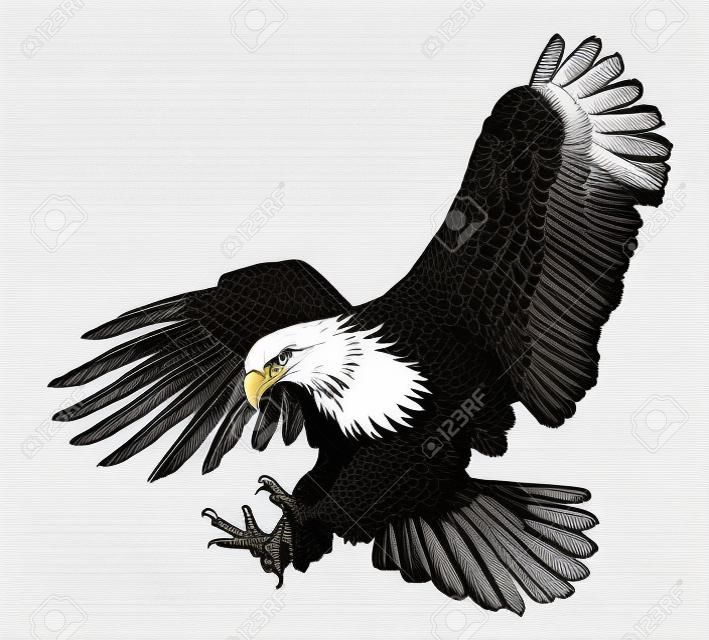 白頭鷹猛撲攻擊手凹道剪影在白色背景例證的黑色線。