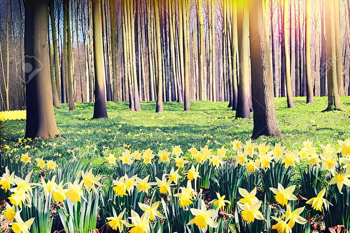 Frühlingswald mit gelben Narzissen bedeckt. Landschaft Landschaft