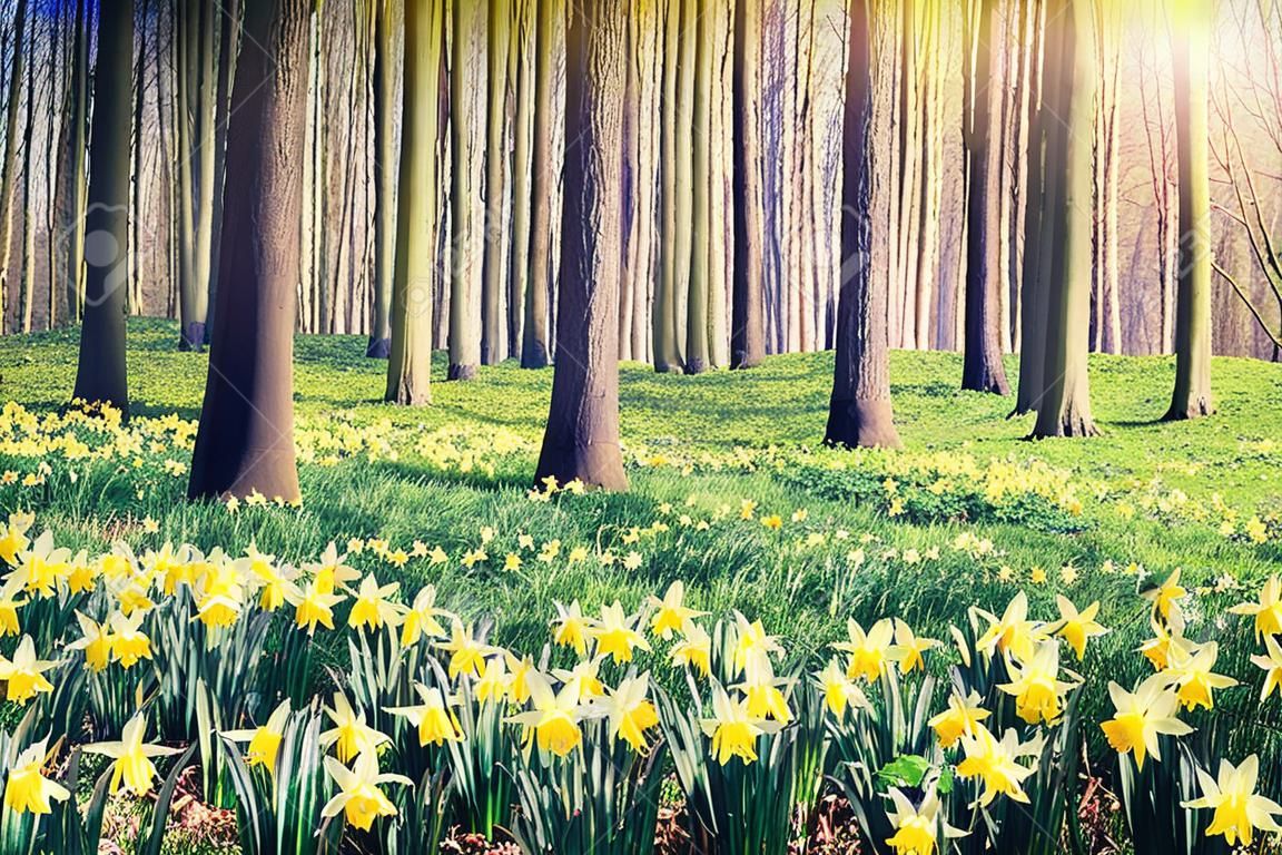 黄色の水仙で覆われた春の森。景色の風景