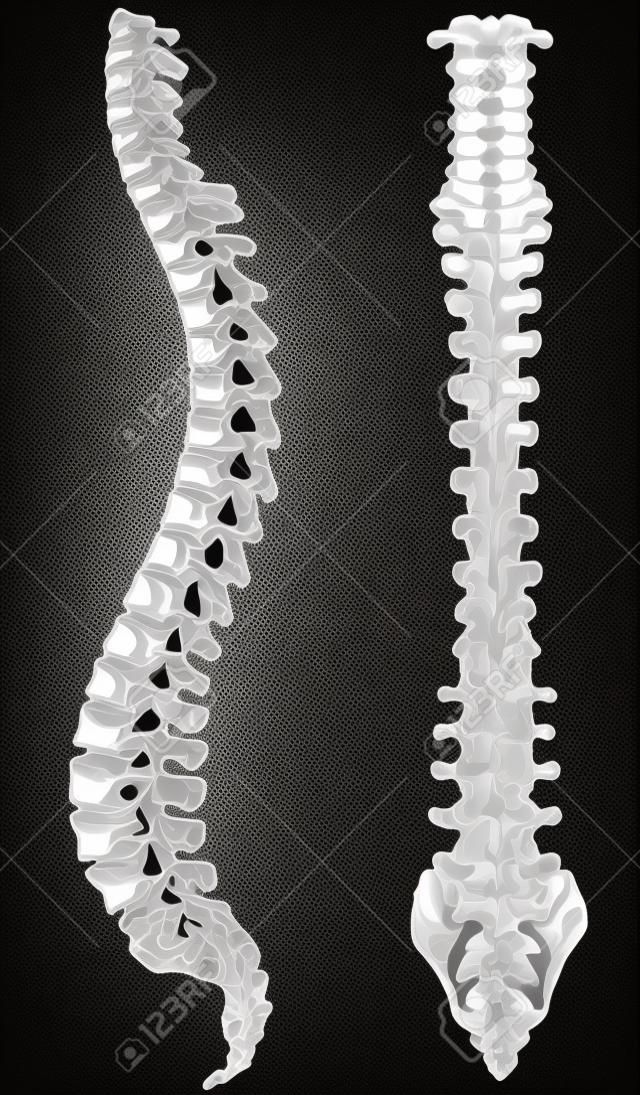 Ilustración vectorial blanco y negro de una columna vertebral humana