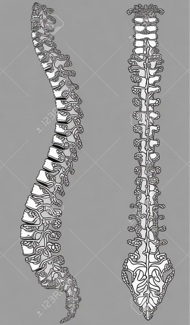 Vektoros illusztráció fekete-fehér egy emberi gerinc
