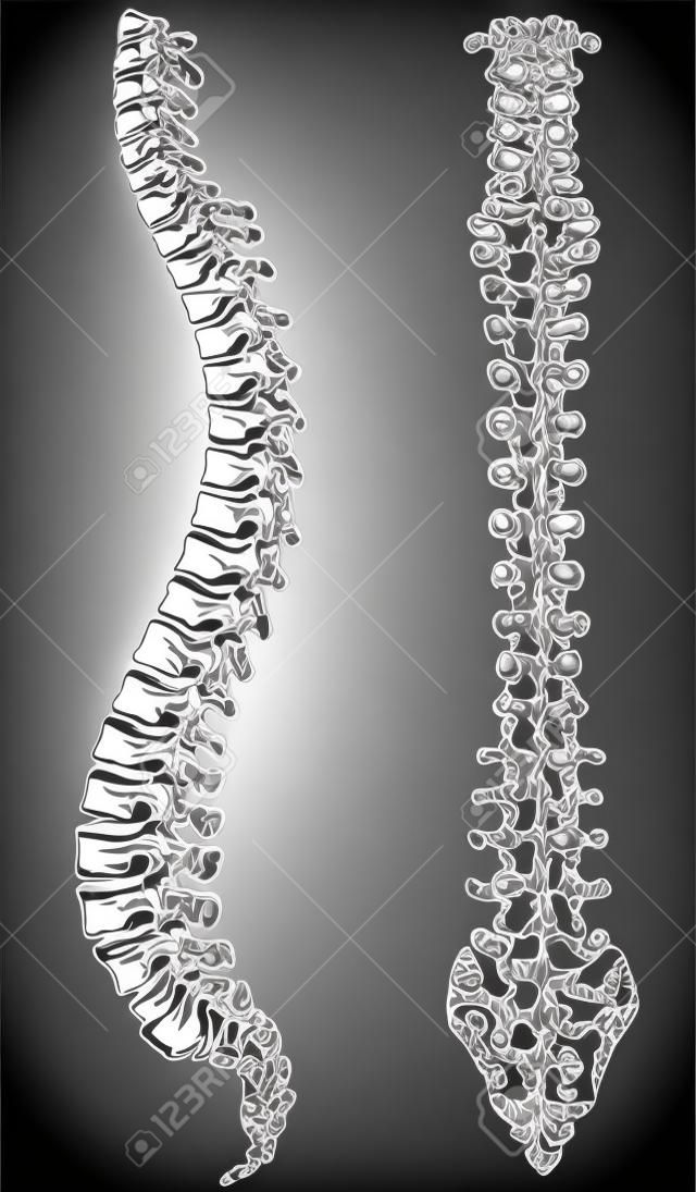 Vector illustration en noir et blanc d'une colonne vertébrale humaine