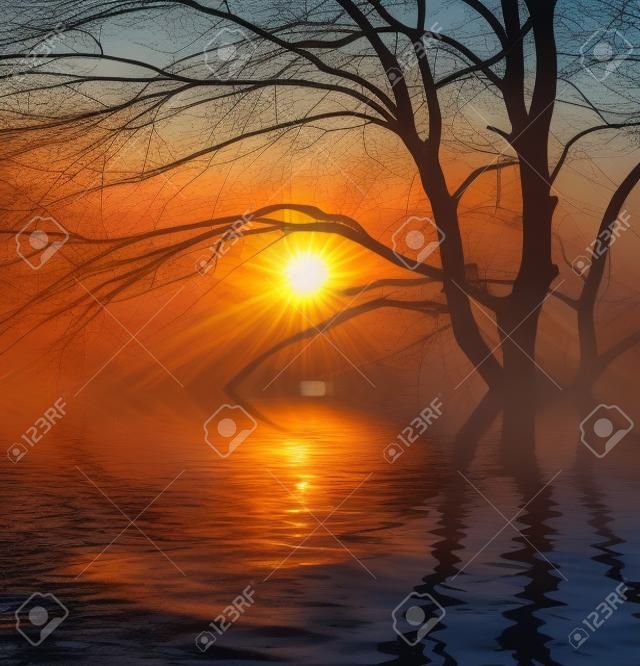 Avond zonsondergang zon en boom met water reflectie