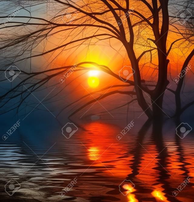 Avond zonsondergang zon en boom met water reflectie