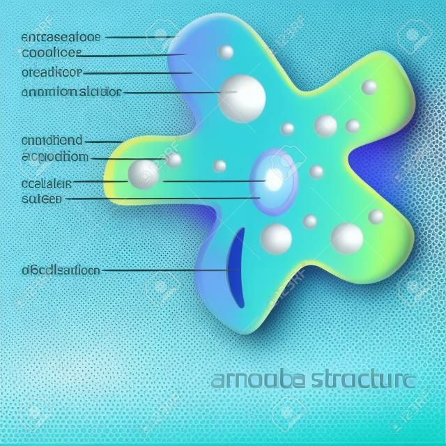 vector estructura ameba con la descripción