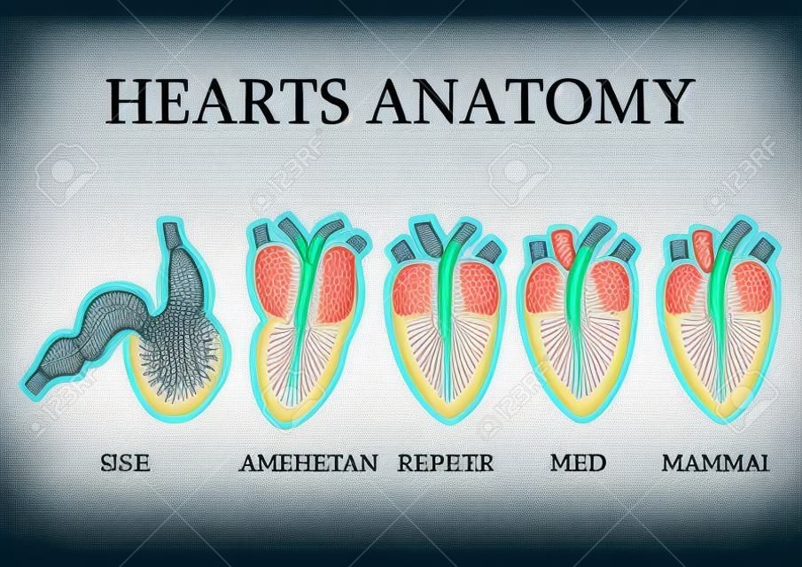 Comparison of cardiac anatomy of vertebrates. simple hearts illustrations of mammals birds reptiles amphibians and fishes. vector illustration.