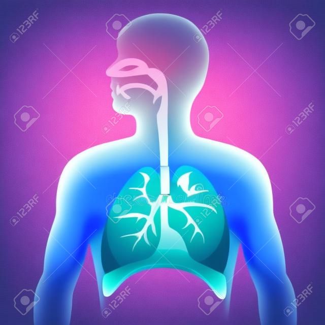 Система анатомия человека дыхательная. векторный формат иллюстрации.