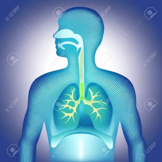 Anatomia sistema respiratorio umano. formato vettoriale illustrazione.