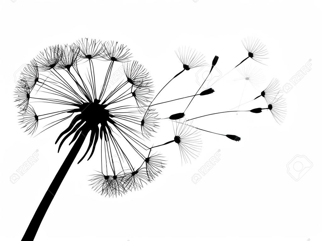 Abstract black dandelion, dandelion with flying seeds - for stock