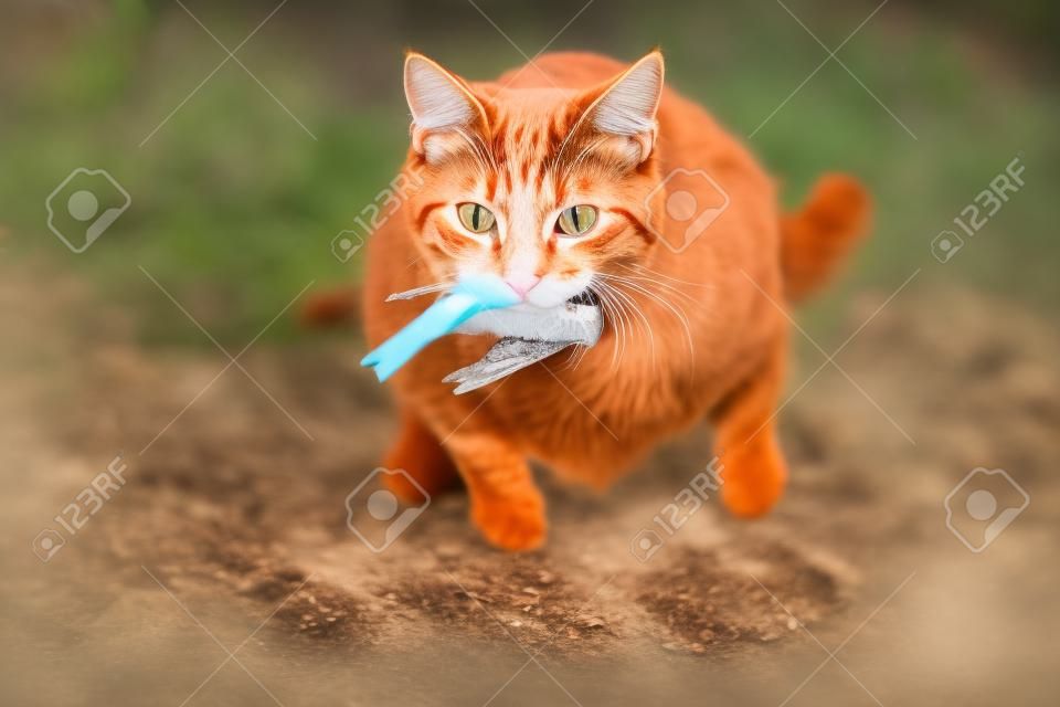 Domowy czerwony kot złapał ptaka i trzyma go w ustach