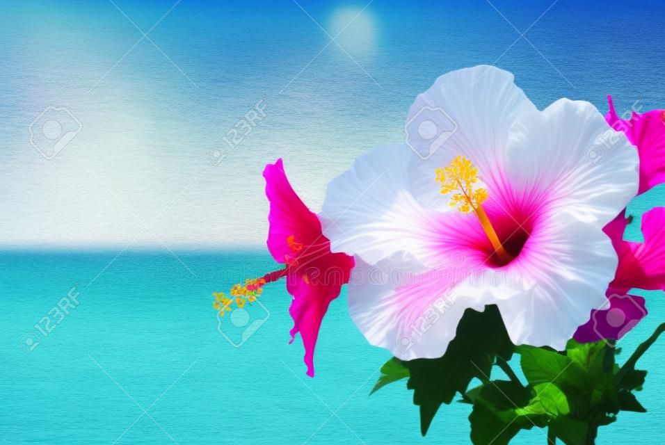 Hibiscus and sea