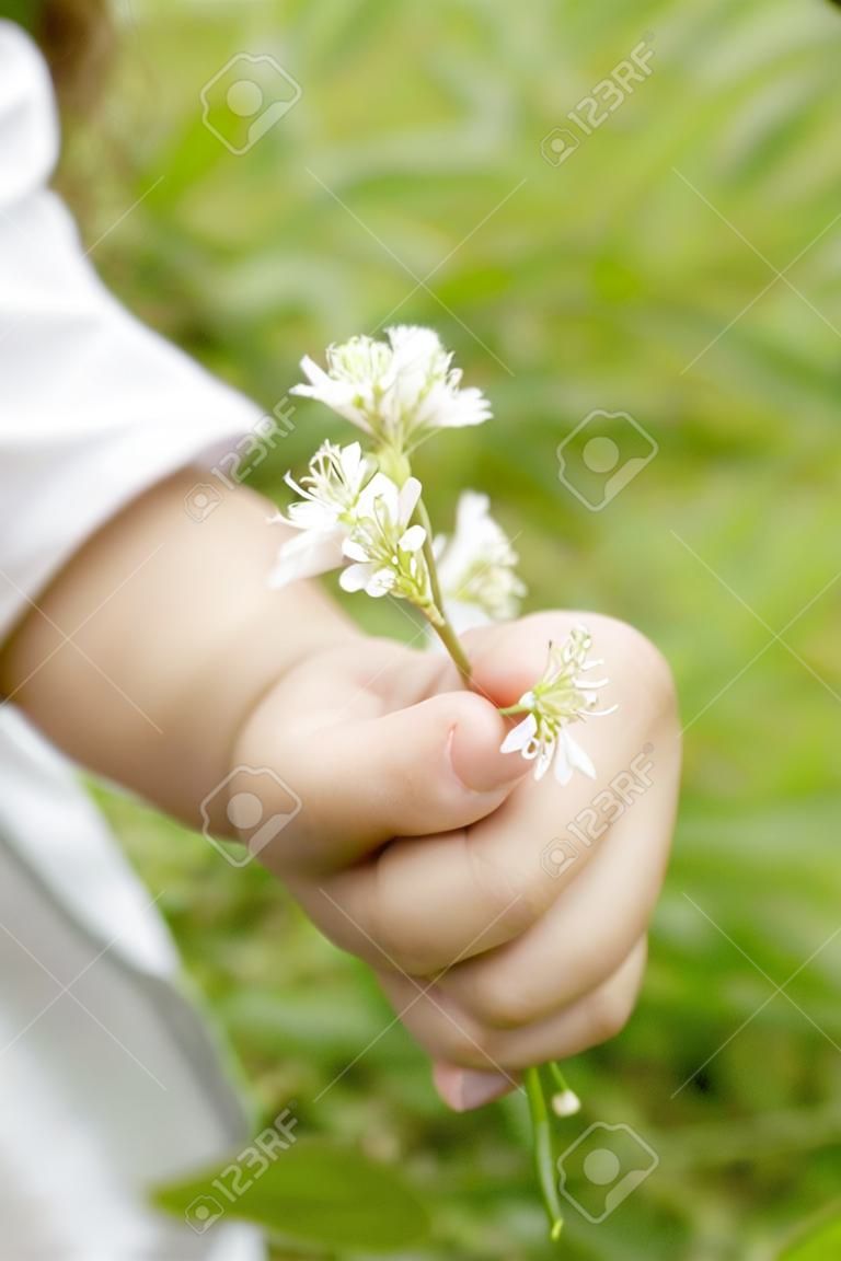 Hand of the girl picking flowers