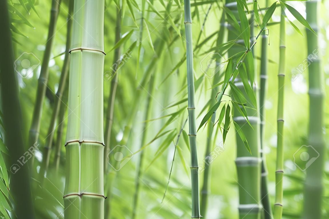 Bosque de bamb?