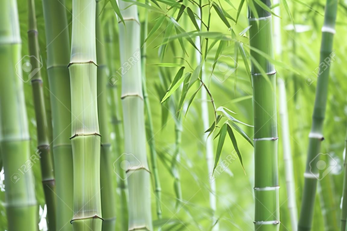 竹の森