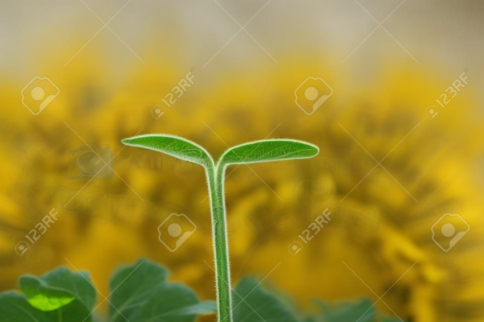 Germination of sunflower
