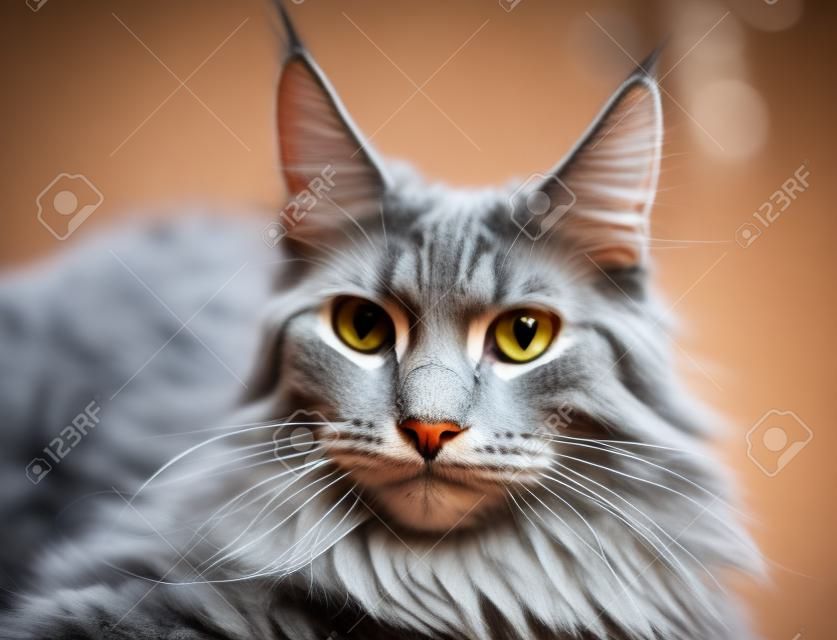 Portrait of Gray Maine Coon Cat / Selective focus